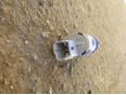 Датчик педали сцепления для Renault Modus 2004-2012;Espace IV 2002-2014;Laguna II 2001-2008;Vel Satis 2002-2009;Clio III 2005-2012;Duster 2012>