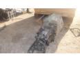 МКПП (механическая коробка переключения передач) для Mercedes Benz W203 2000-2006