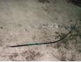 Молдинг крыши правый для Mercedes Benz W203 2000-2006