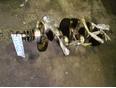 Коленвал для Mercedes Benz W202 1993-2000