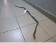 Стабилизатор задний для Hyundai,Kia Elantra 2006-2011;Ceed 2007-2012;i30 2007-2012