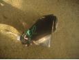 Кронштейн КПП для Toyota Corolla E12 2001-2007
