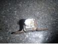 Датчик AIR BAG для Mitsubishi Outlander (CU) 2001-2008