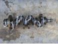 Коленвал для SAAB,Opel 9-3 2002-2012;Signum 2003-2008;Vectra C 2002-2008